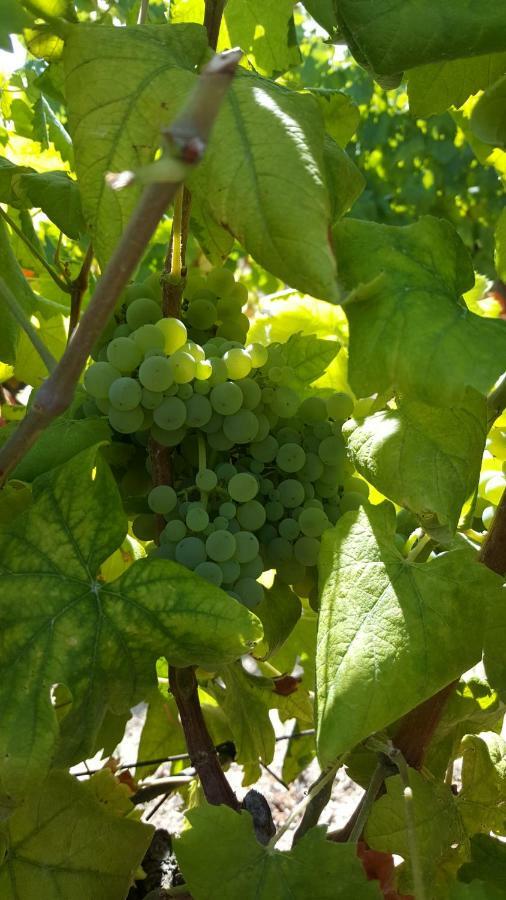 Quinta Do Acipreste 라메구 외부 사진
