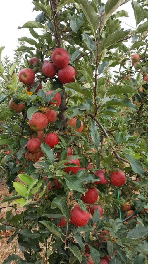 Quinta Do Acipreste 라메구 외부 사진