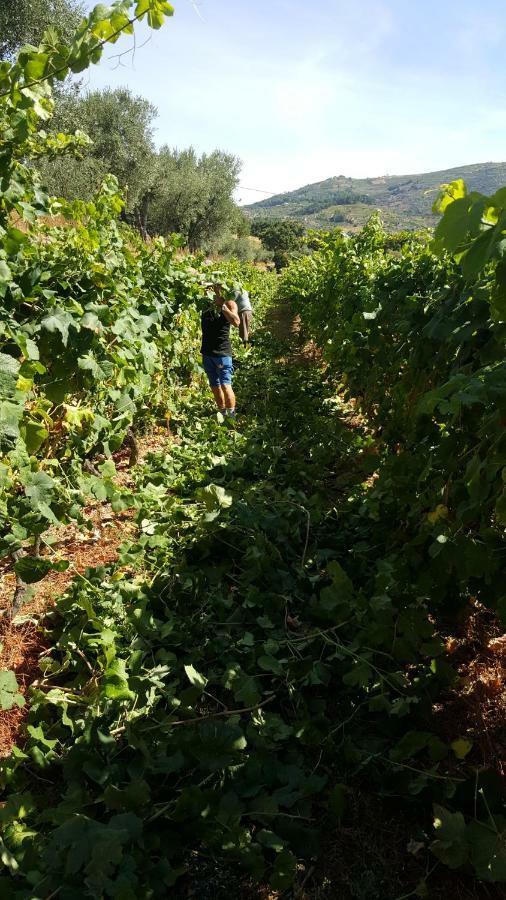 Quinta Do Acipreste 라메구 외부 사진